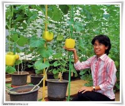 Ir. AF Margianasari Pimpin Penciptaan Melon Kotak Indonesia