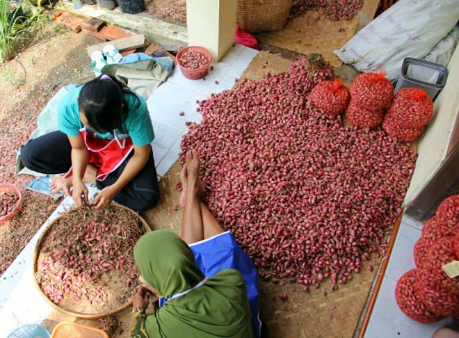 limakilo_bawang_petani_brebes_624x460_bbc_nocredit