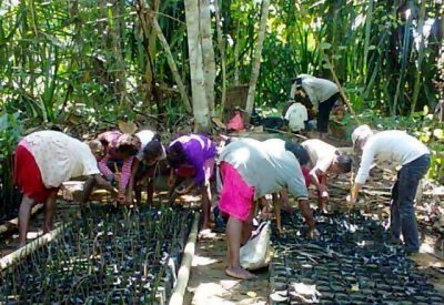 Karena Tsunami, Perempuan Manokwari Tanam 32.000 Bibit Mangrove