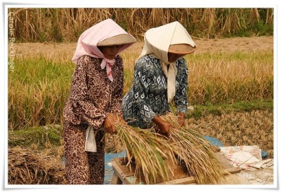 Perempuan Tani Sering Tak Diupah, Dianggap Pekerja Keluarga