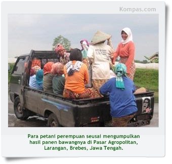 Perempuan Petani Bawang Brebes, Kepala Keluarga Sejati