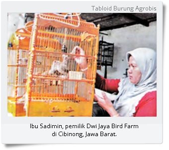 Empat Perempuan Penangkar Cucakrowo Handal