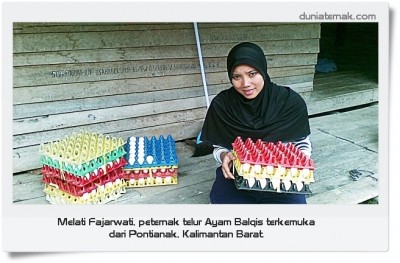 Ternak Ayam Balqis, Melati Fajarwati Sukses Bisnis