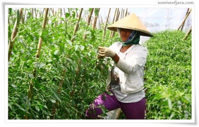 Penghulu Tanaman, Kerja Perempuan Berupah Rendah