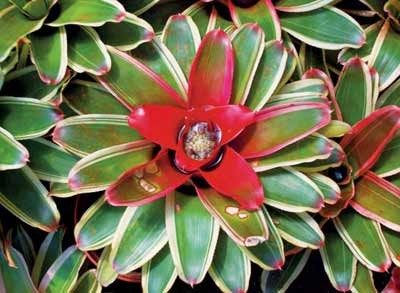Lanny Rachmansyah Bela Koleksi Bromelia